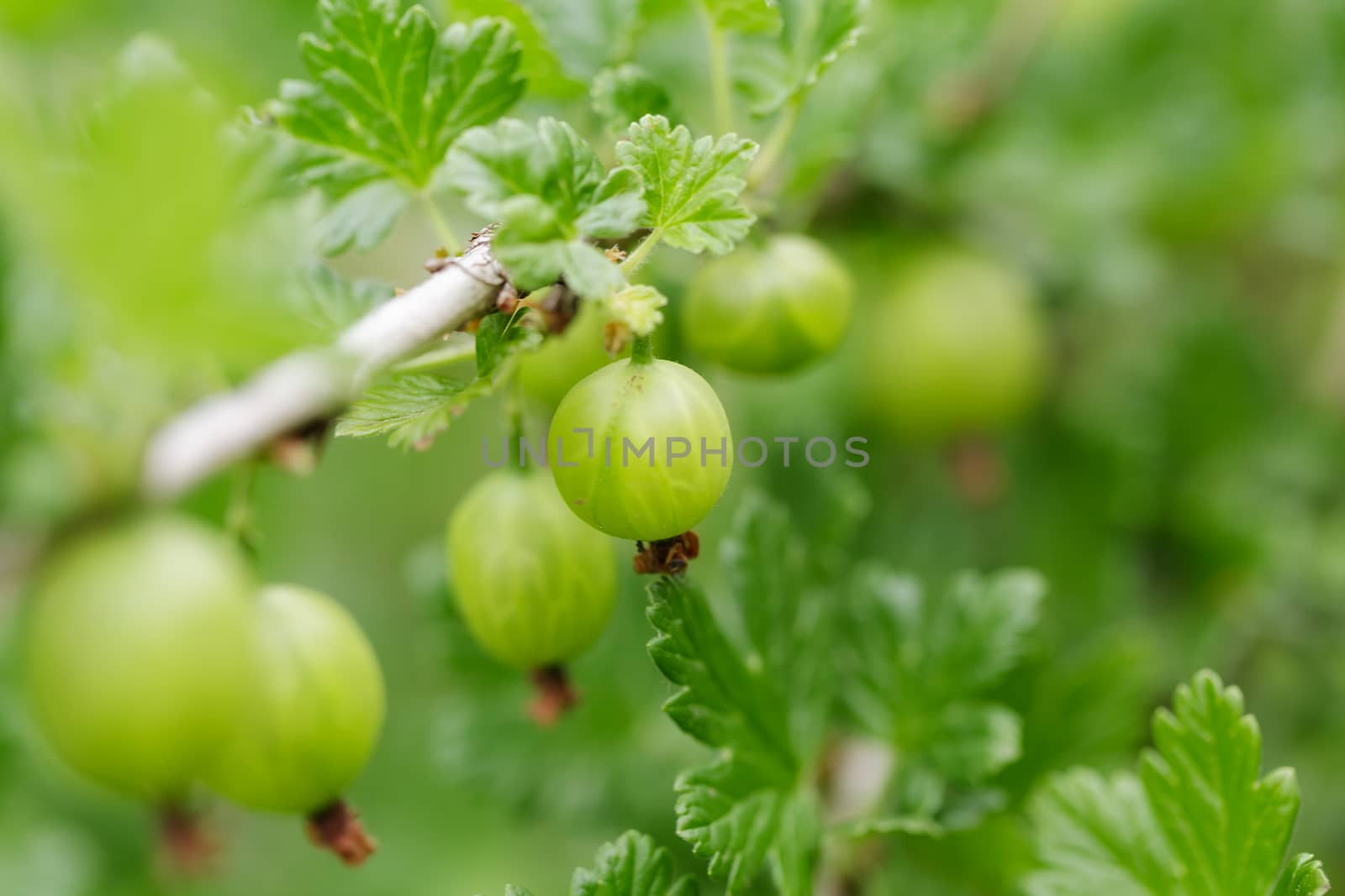 Gooseberry on a branch close up