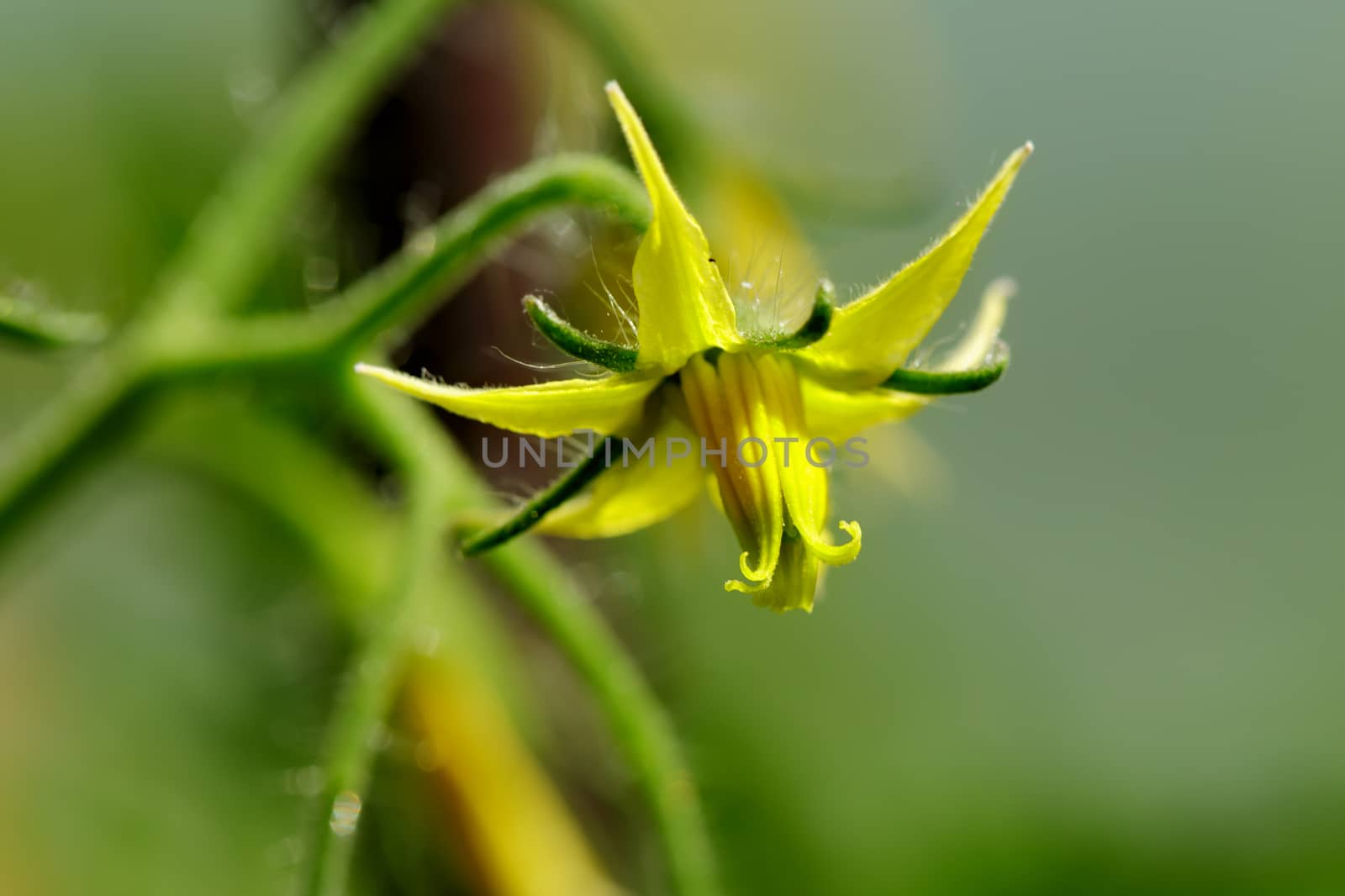 The flower of a tomato plant.