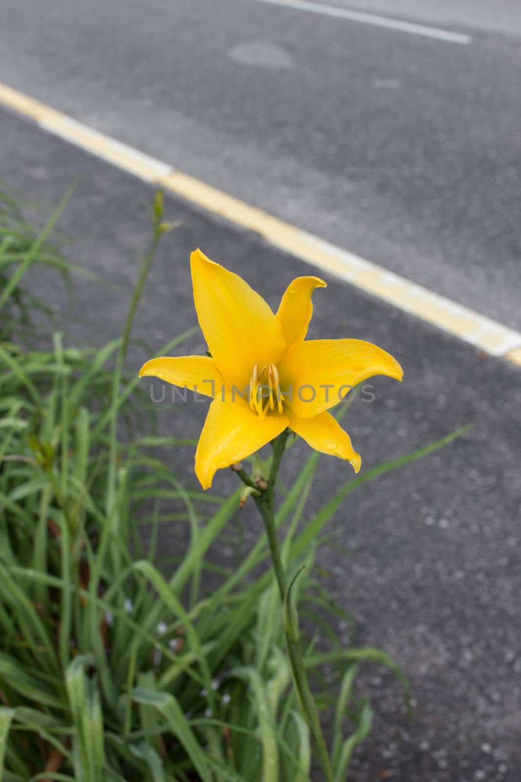 Yellow Tulip beside the road