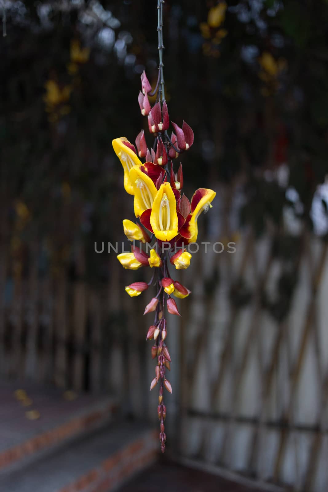 yellow hanging flower by ngarare