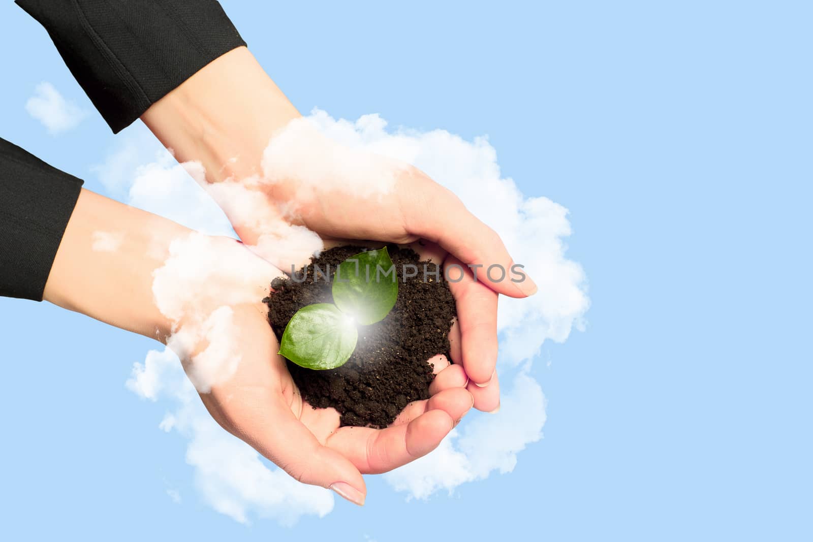 Young green sprout in human hands. Ecology concept