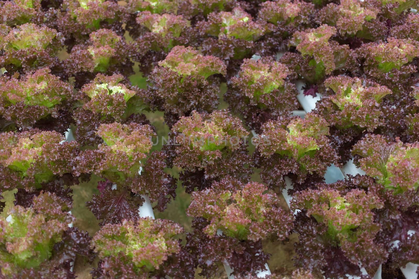 Hydroponics vegetable in Green House