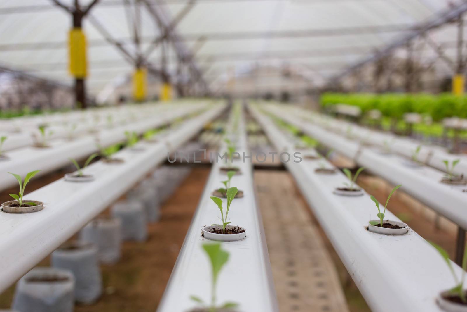 Hydroponics vegetable in Green House