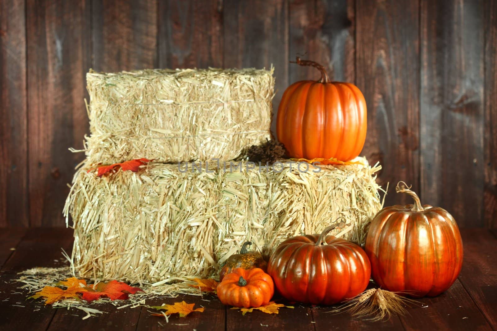 Fall Themed Scene With Pumpkins on Wood  by tobkatrina