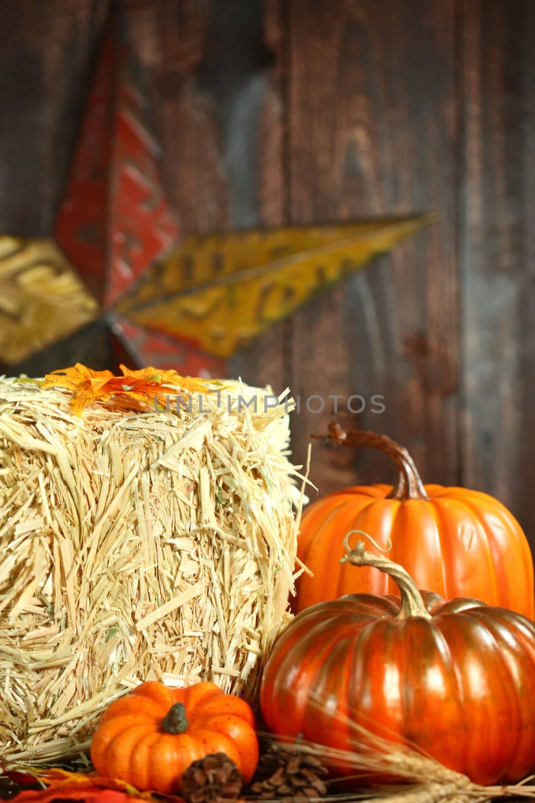 Fall Themed Scene With Pumpkins on Wood  by tobkatrina