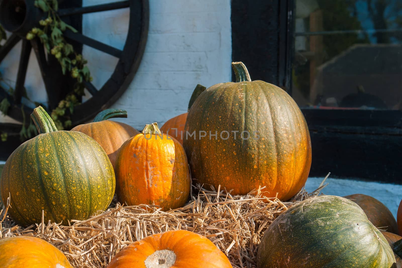 Selection of colorful orange pumpkins for Halloween Scary Jack background