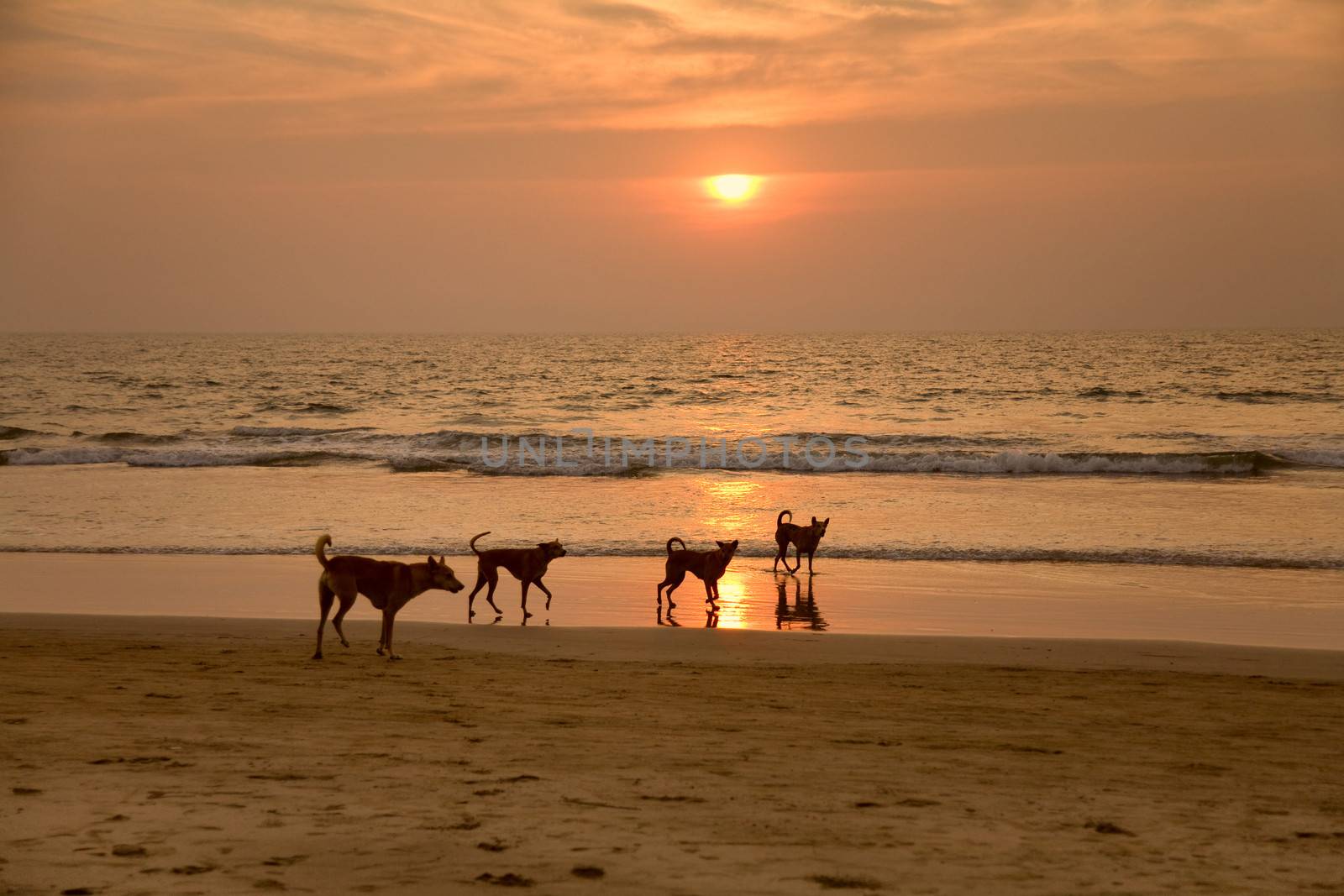  four Dogs at the beach during sunset. India, Goa
