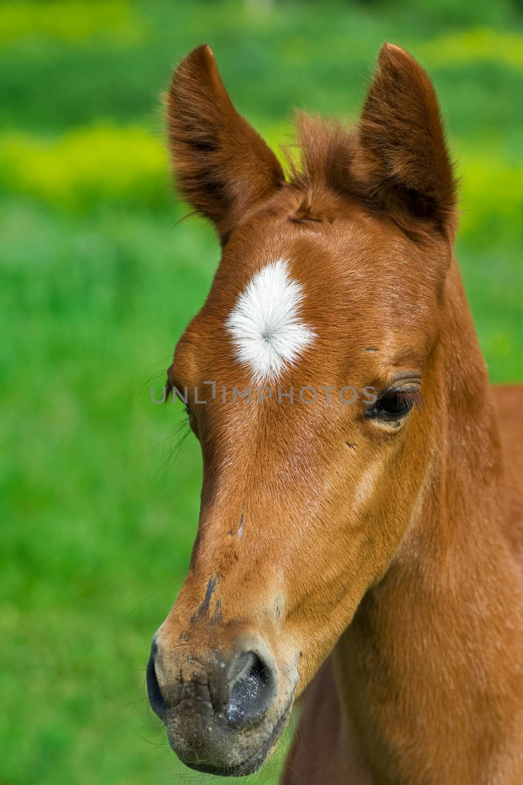 
portrait of young horse on green grass background