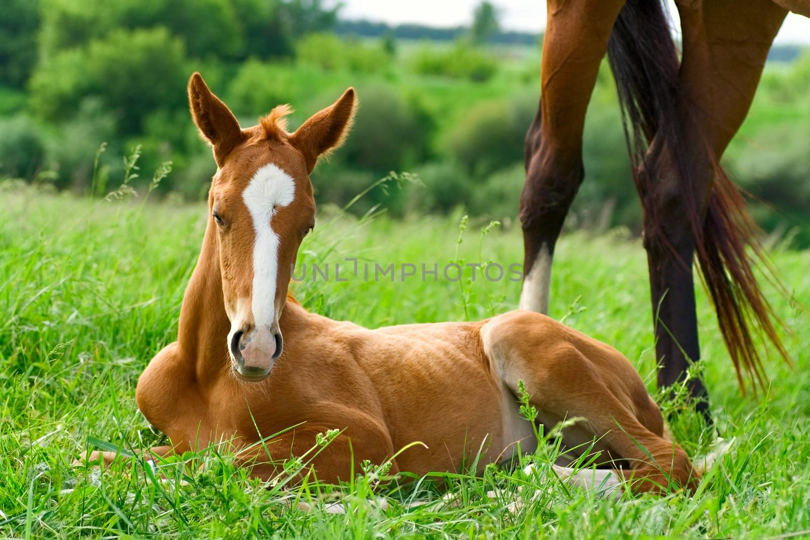 landscape with  horses: mare and her foal on green grass