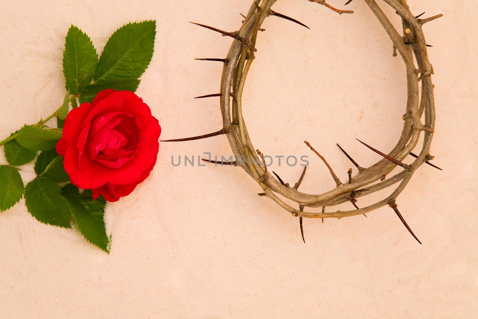 Crown of Thorns and red rose by foryouinf