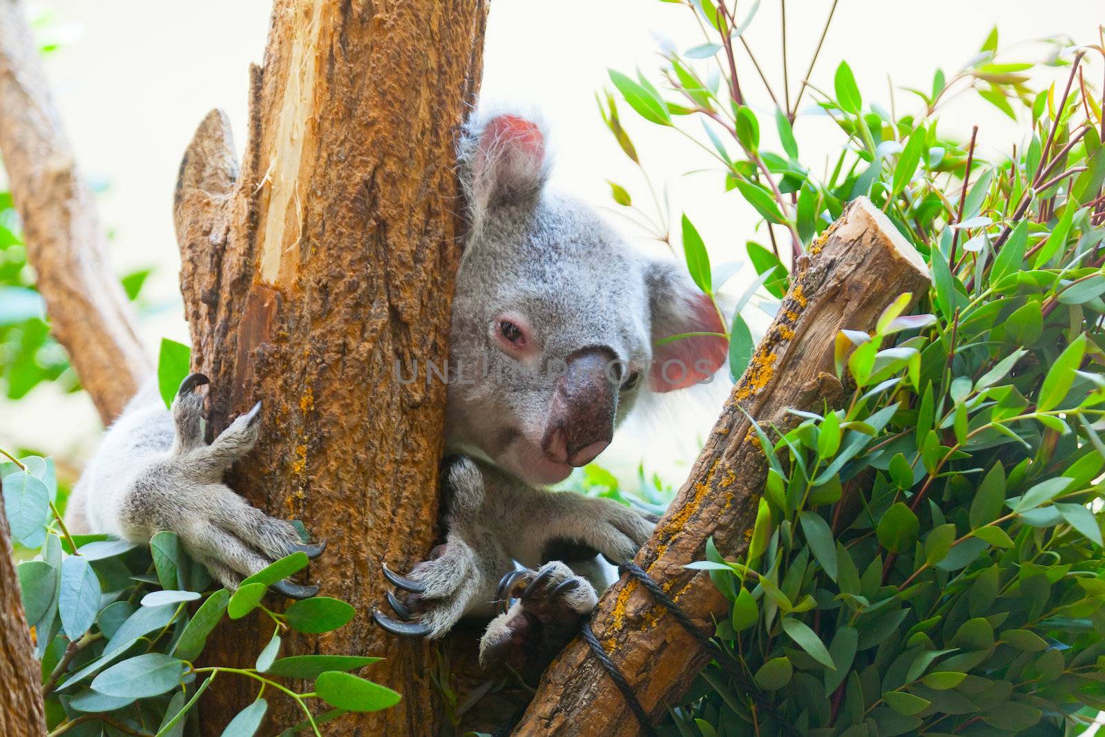 koala a bear sits on a branch of a tree