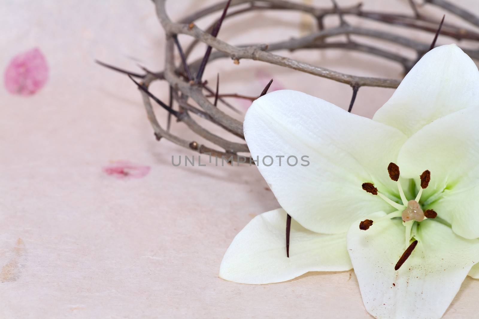 Crown of Thorns and Easter white Lily on  Beige background