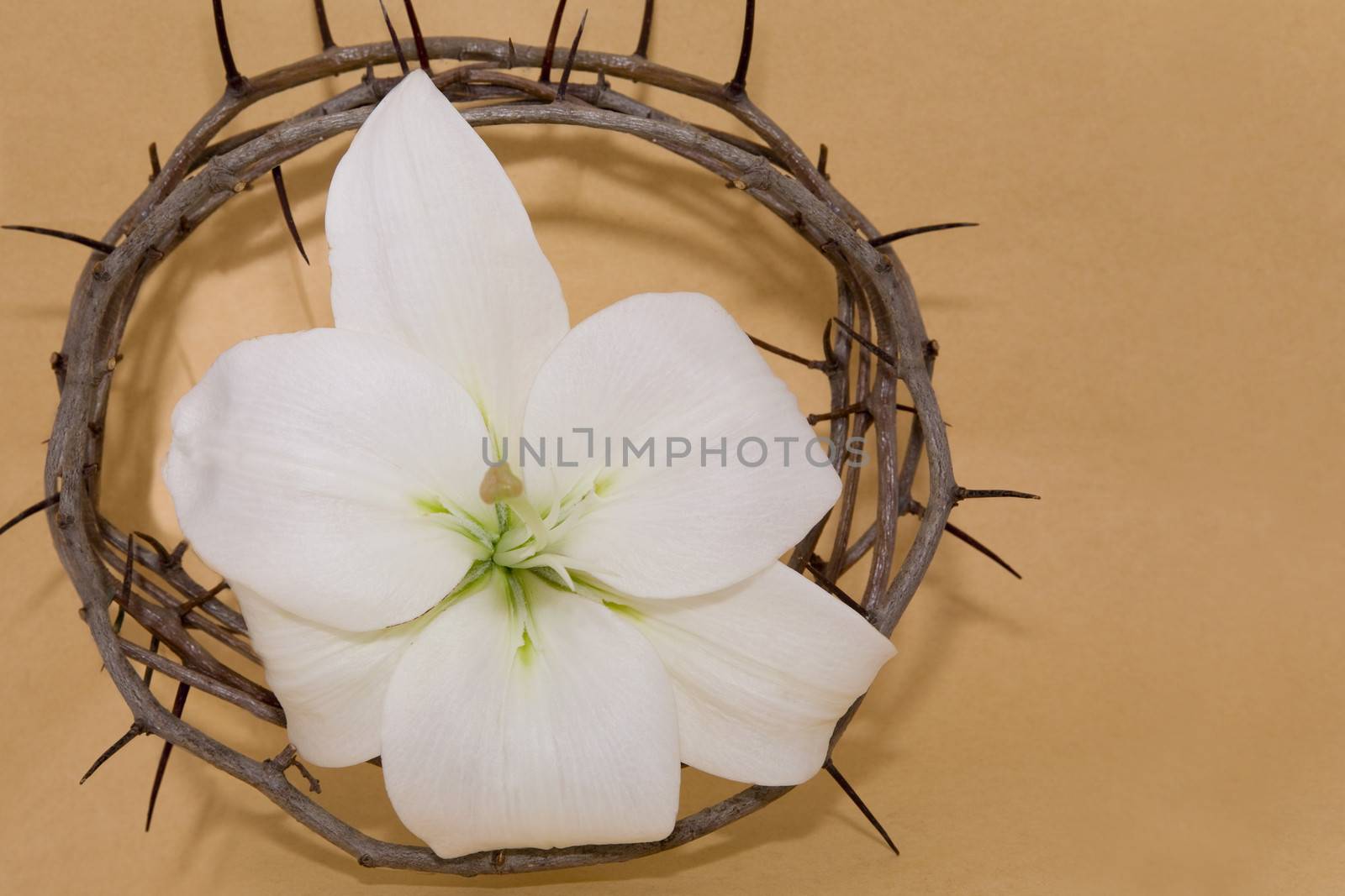 Crown of Thorns and Easter white Lily on  Beigepaper  background