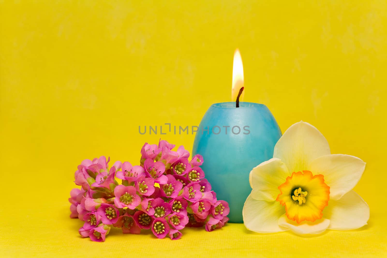 blue easter cande with   narcissus  and bergenia on yellow background