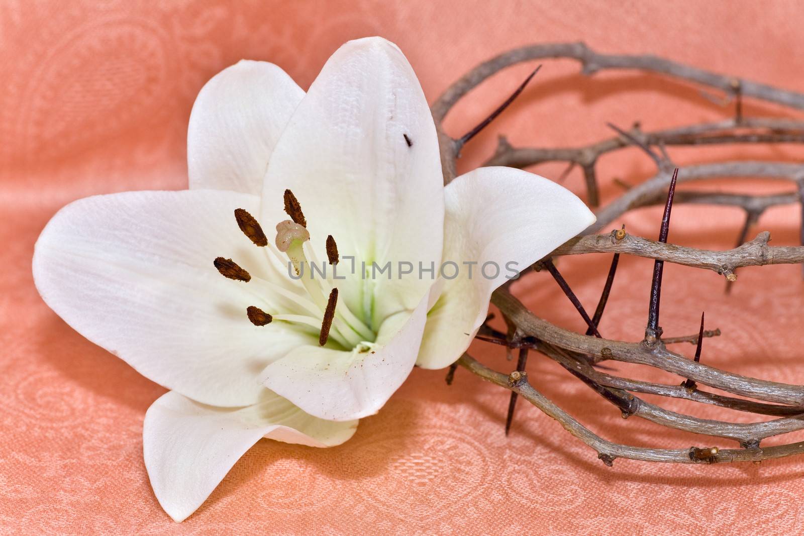 Crown of Thorns and Easter Lily by foryouinf