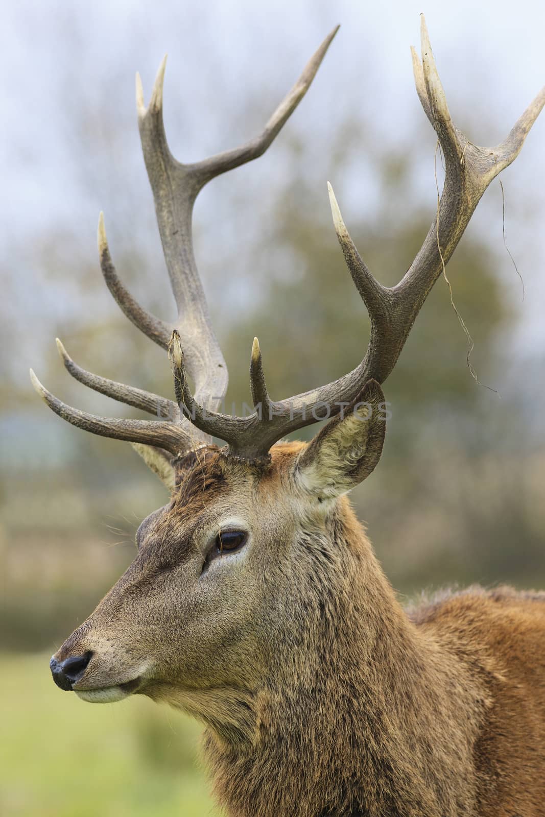 portrait of wild deer in forest 