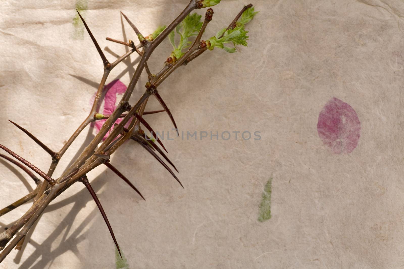 Crown of Thorns with green leaves on paper Background