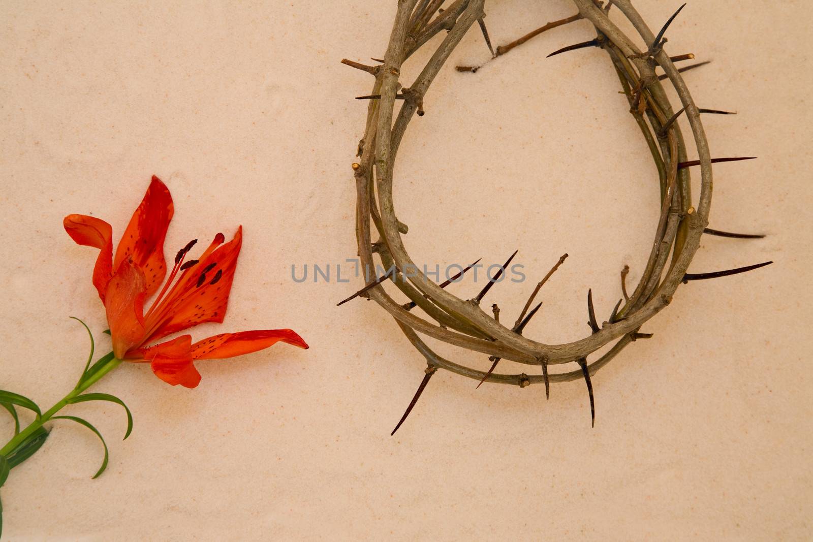 Crown of Thorns and orange Lily by foryouinf