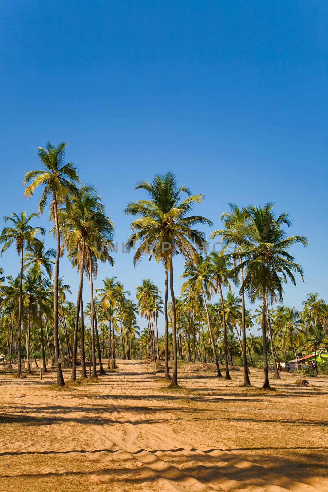 View of tropical beach with coconut palm trees growing on the sand 