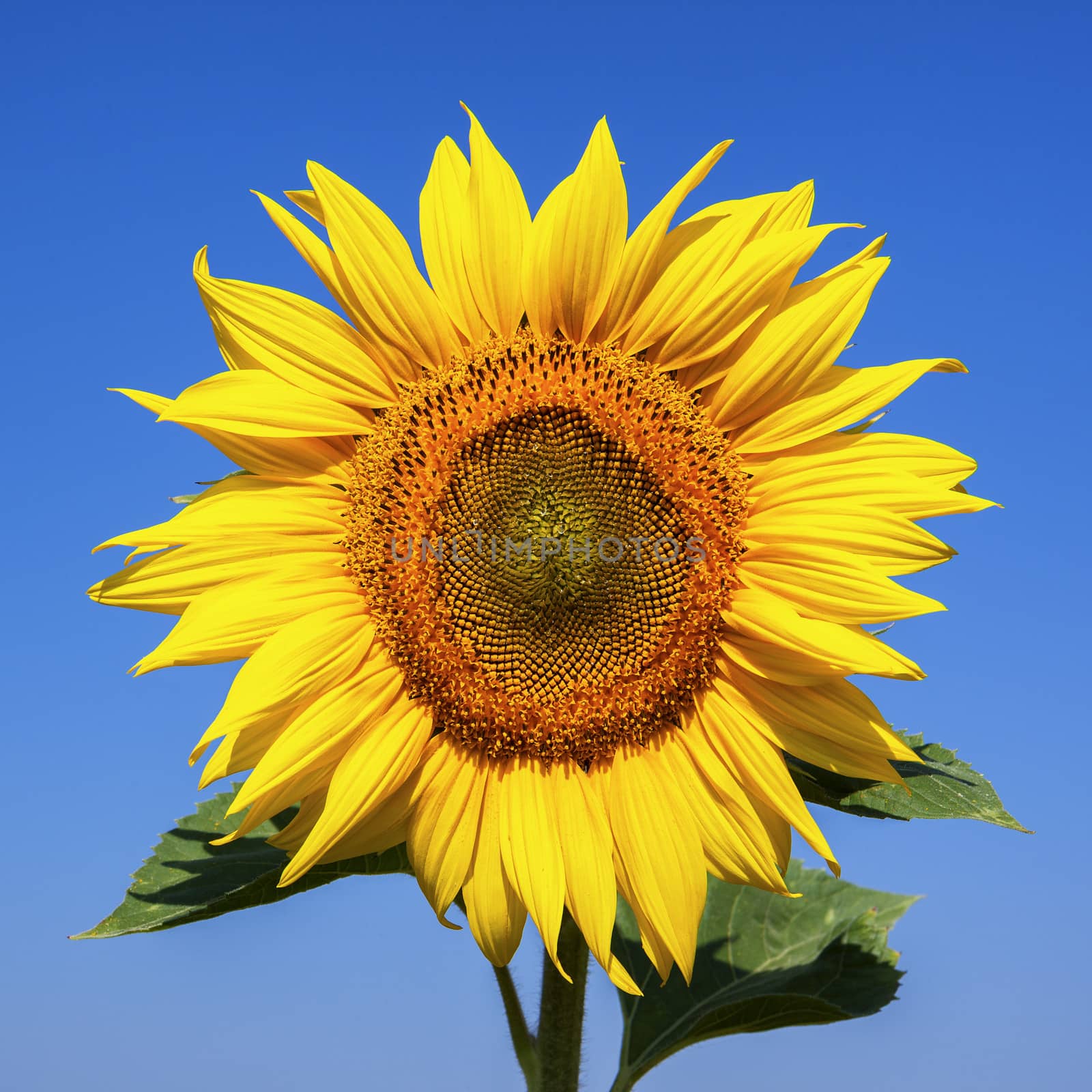 Sunflower on a background of blue sky