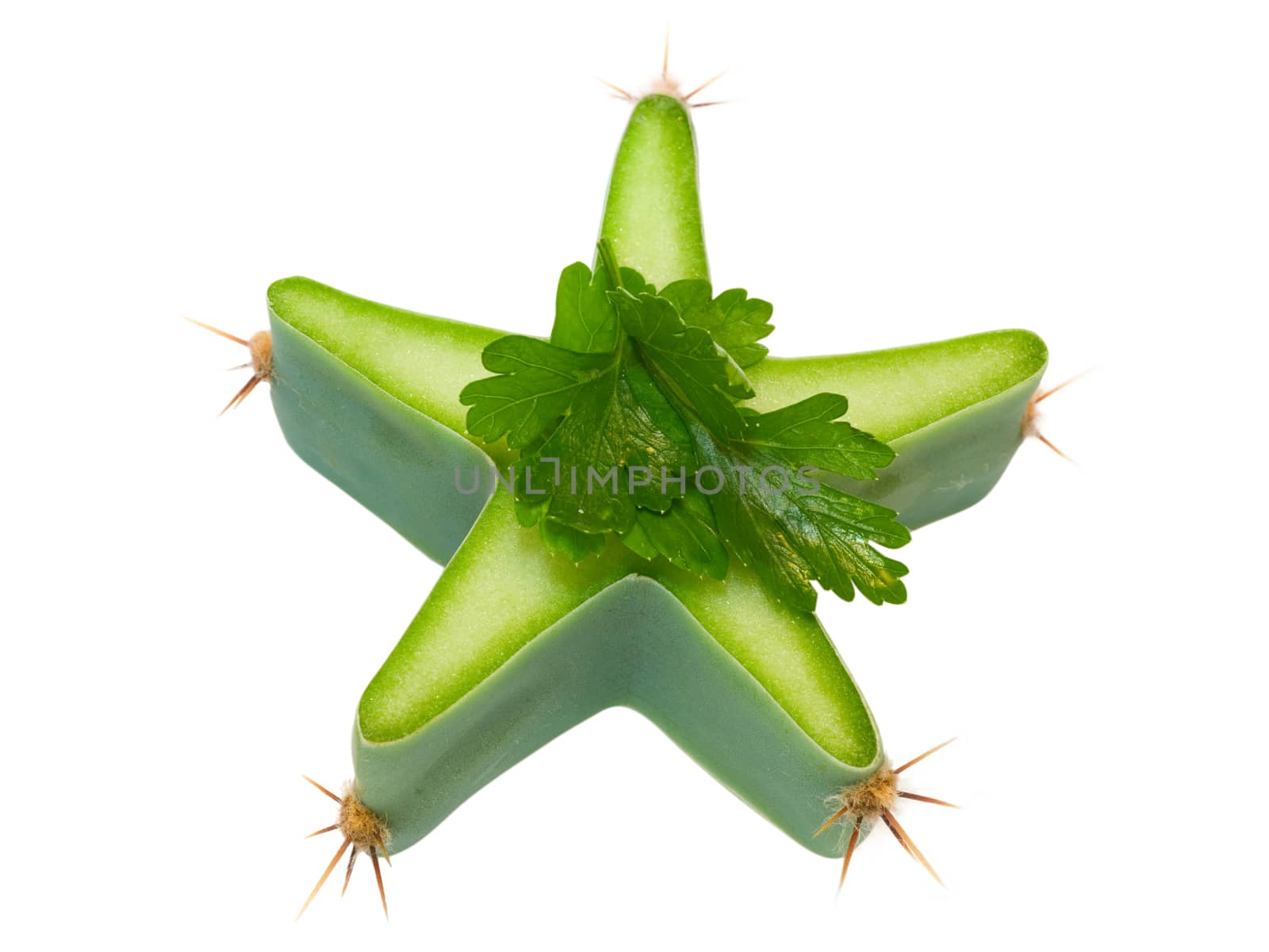 star of cactus and  parsley  isolated on white background