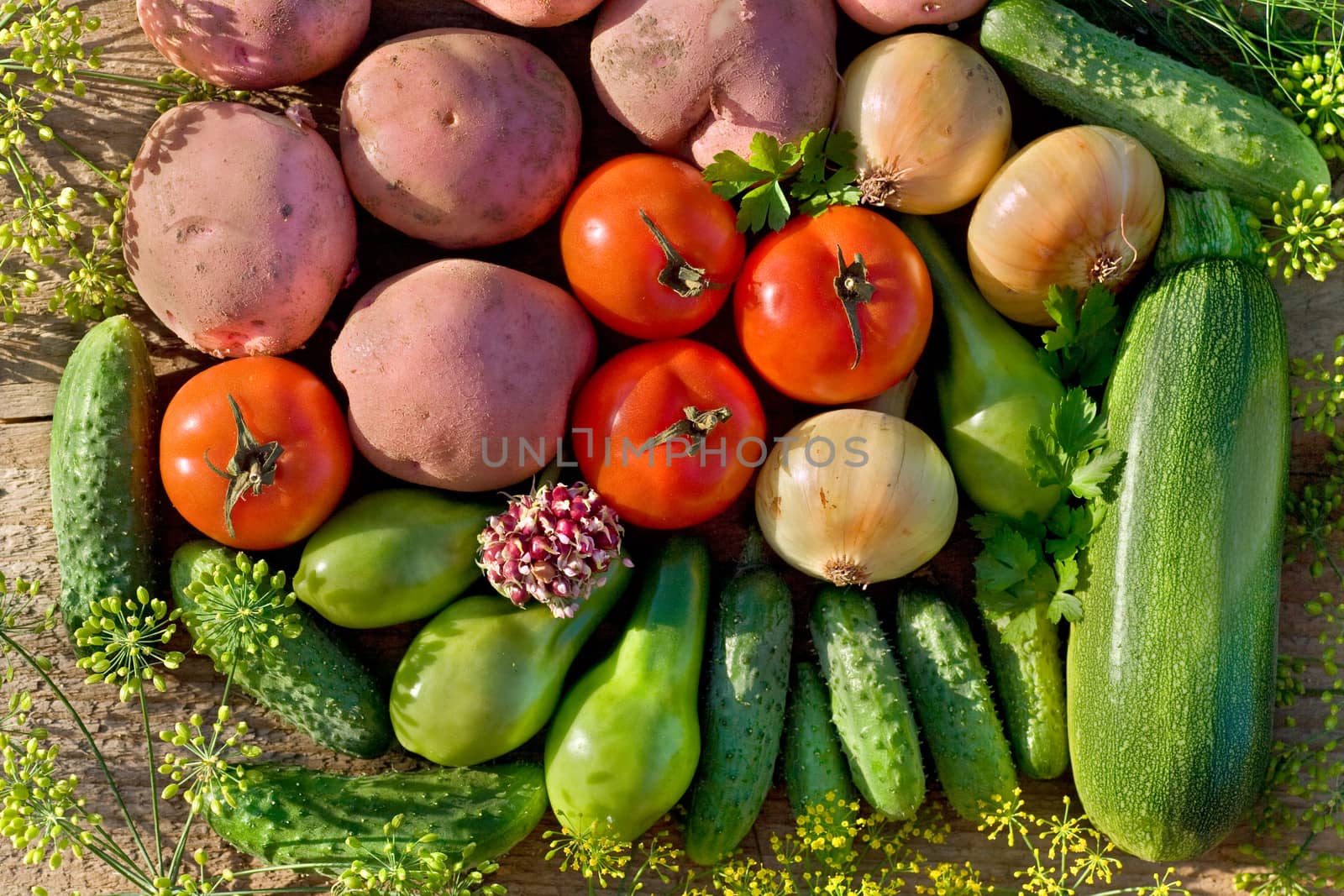 fresh homegrown vegetables on wooden table in garden  at summer day