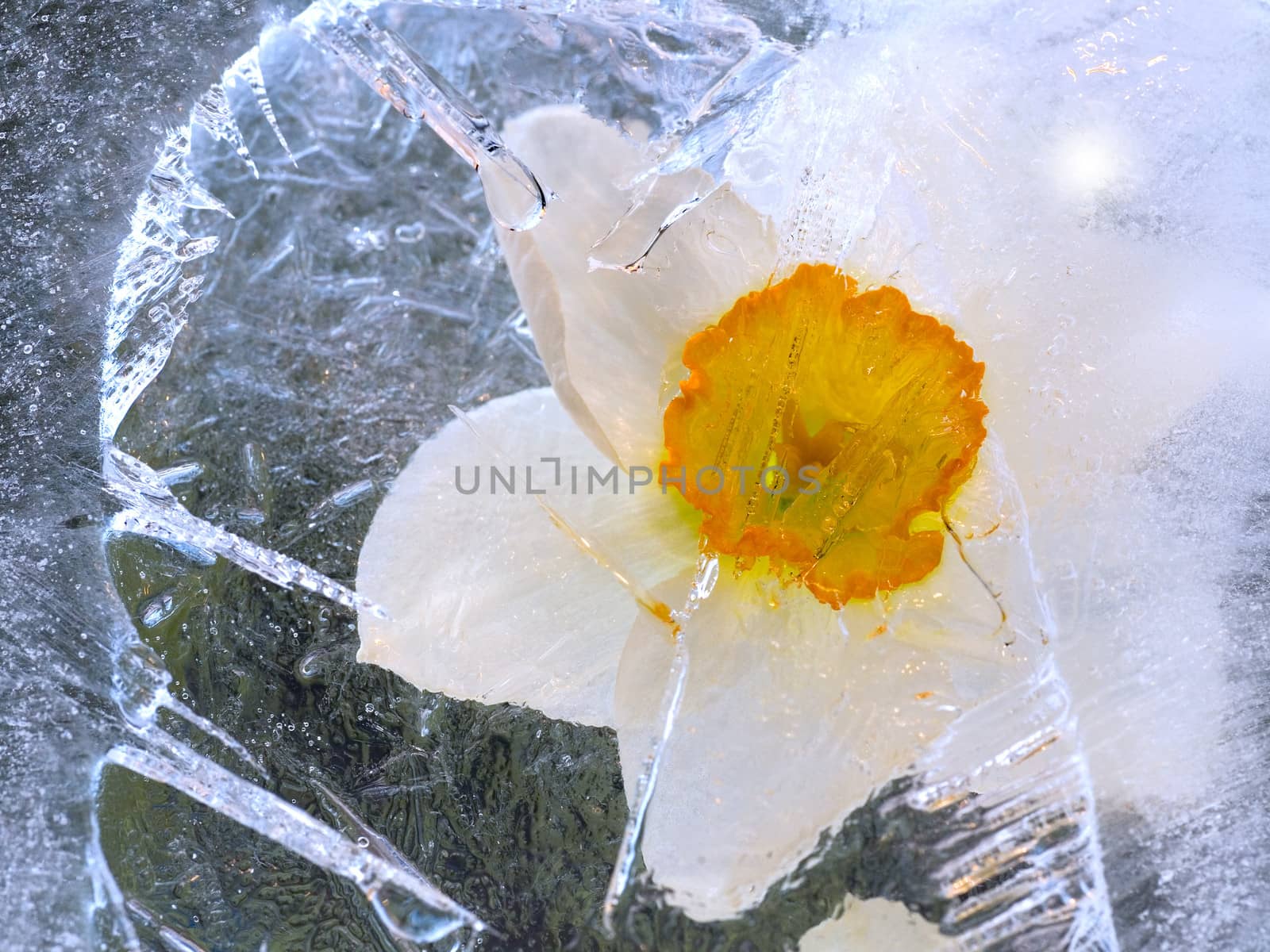 narcissus  in ice. Macro. Frozen beautiful flower 