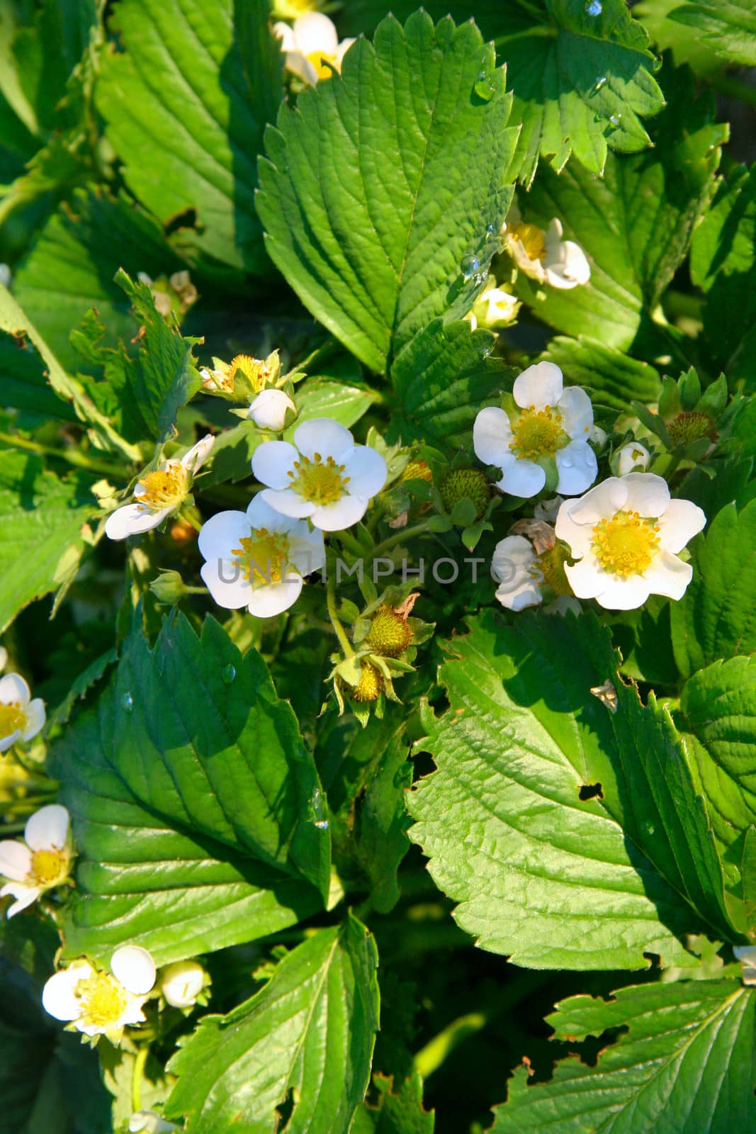 strawberry flowerswith leaves  in garden in summer day