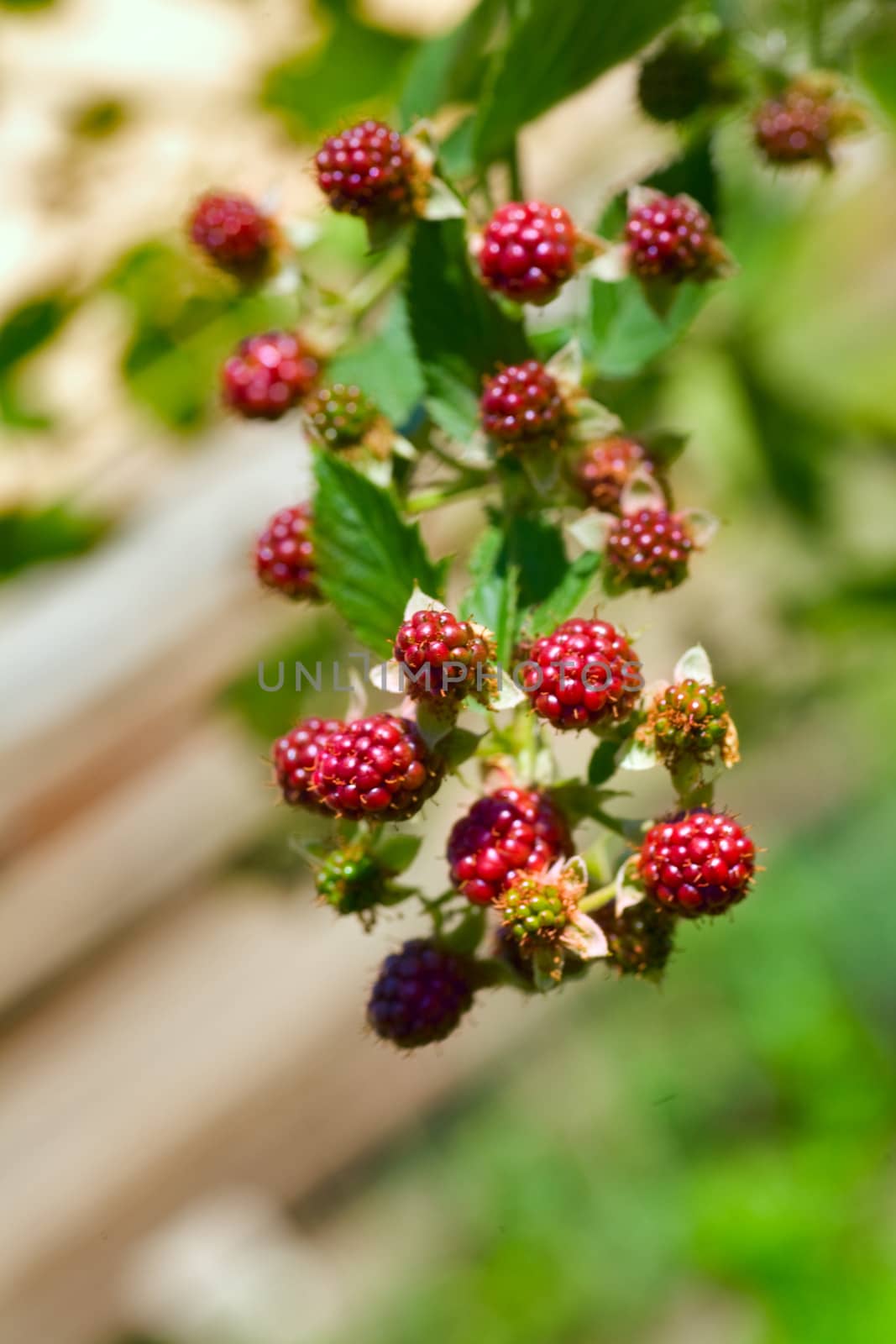 fresh berries of blackberries  in garden at summer