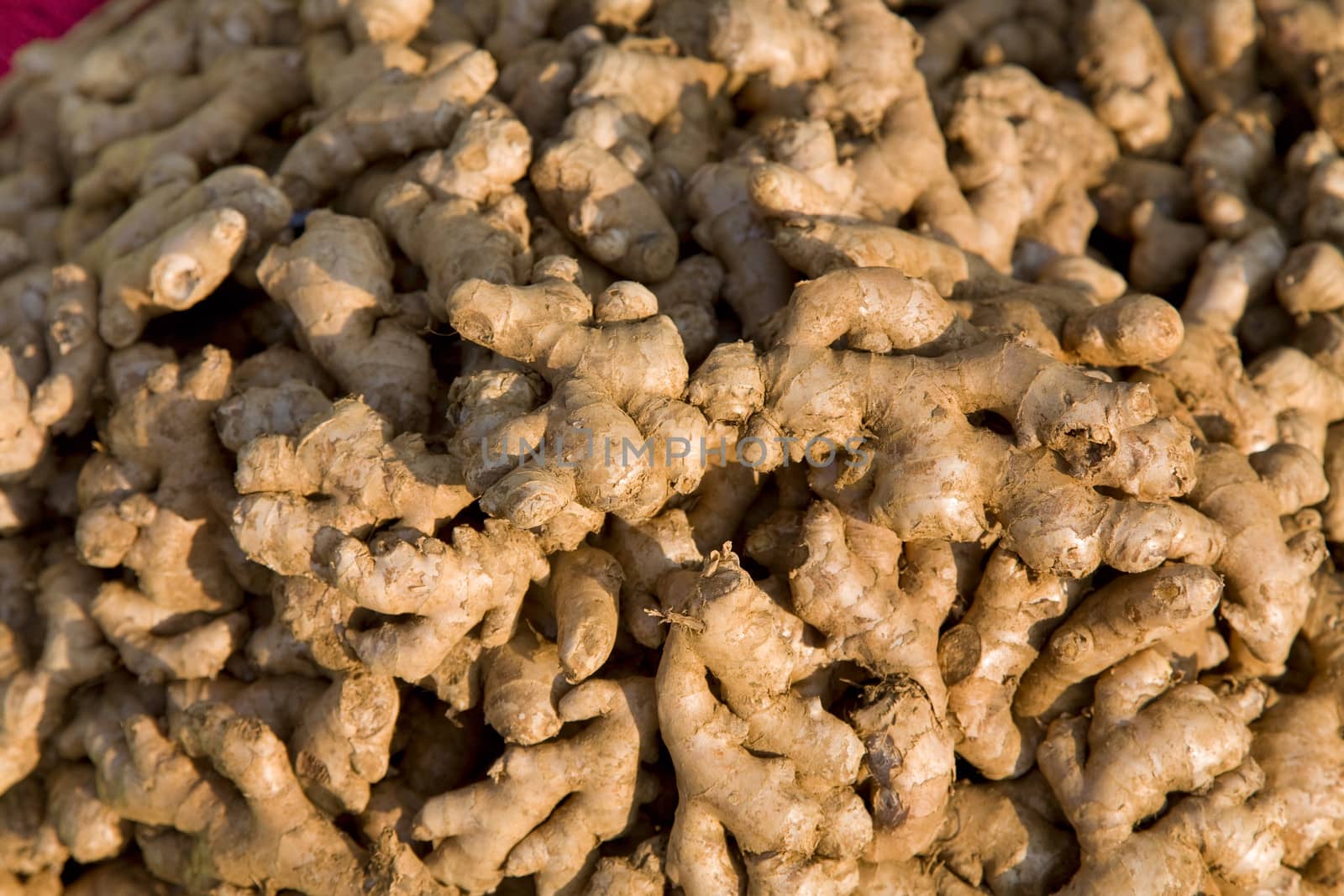 Background of ginger. Heap of ginger root