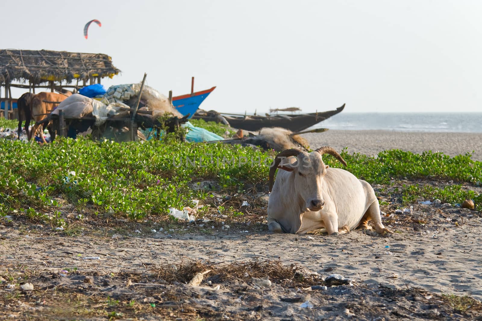 cows and boats on the  Arambol beach, Goa, India