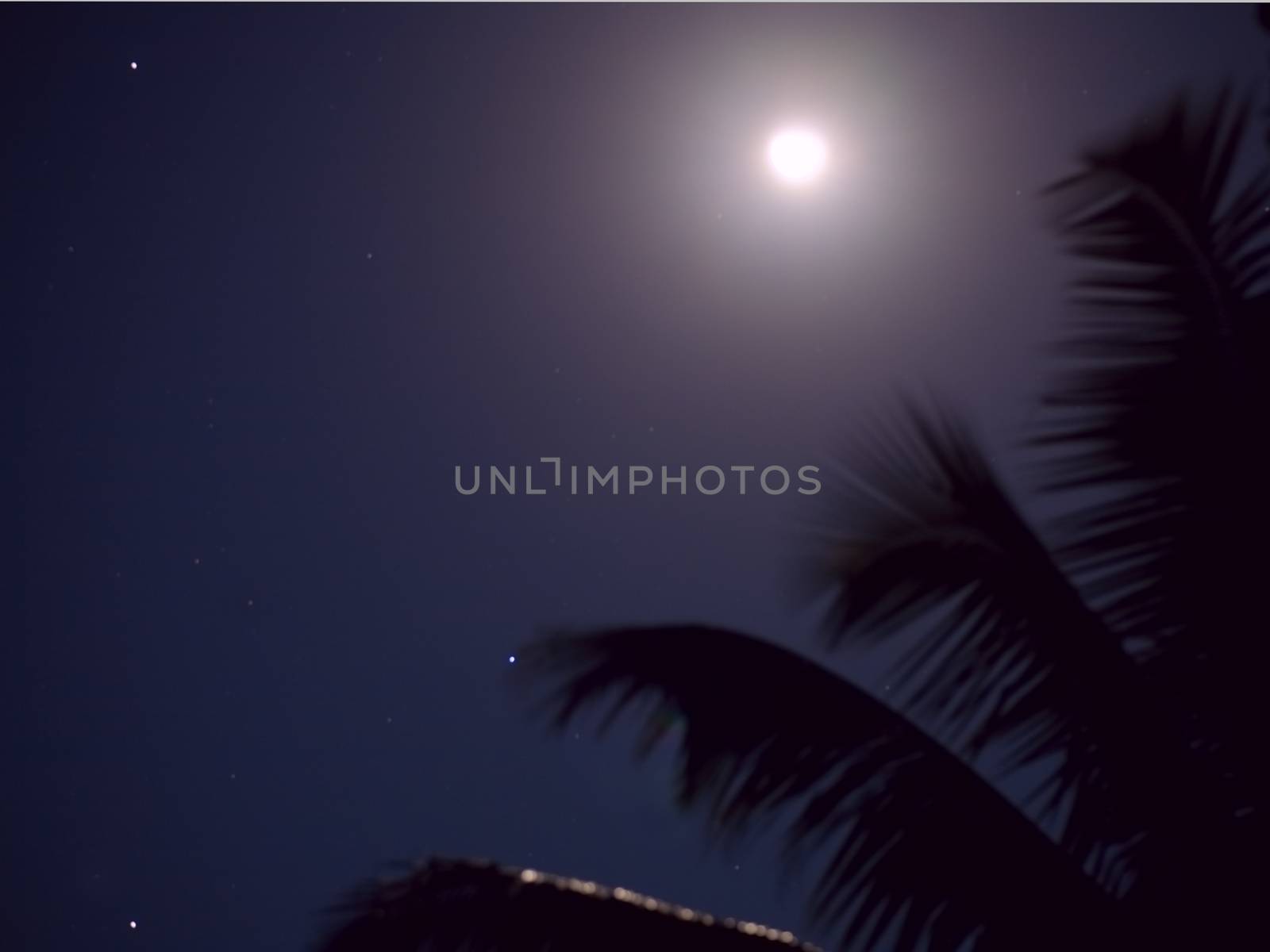 Full moon close-up and  coconut tree against a  night sky