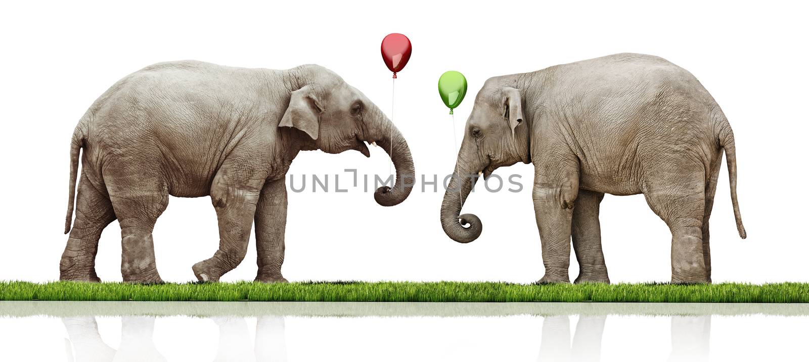 couple of the elephants calf over white background. concept