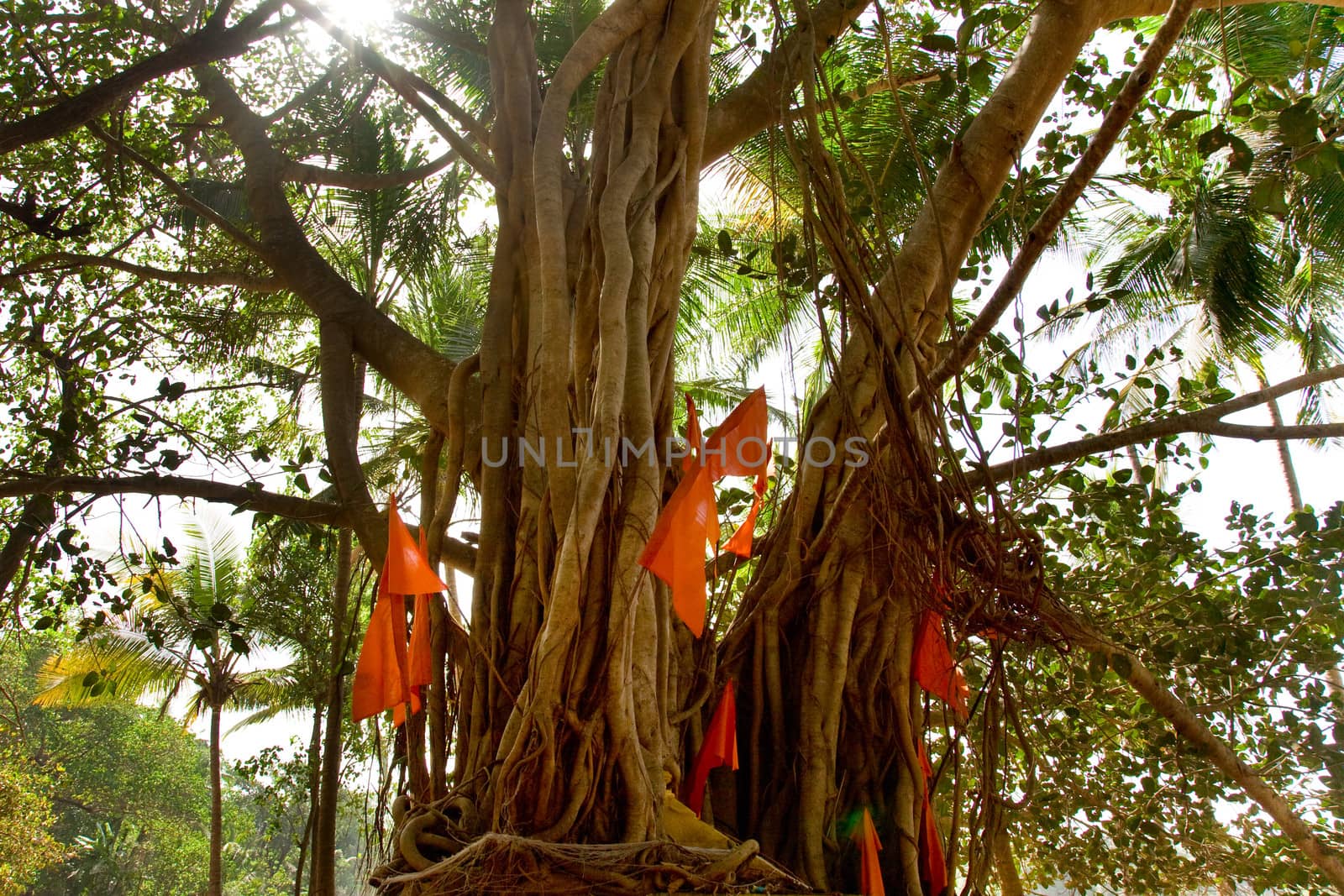 Big banyan tree with flags in India, Goa