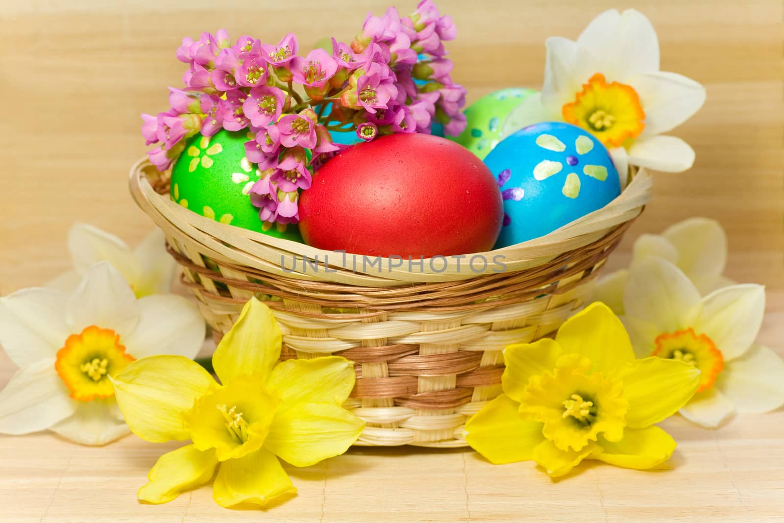 Colored  easter eggs  with flower of bergenia and narcissus laying in wood basket