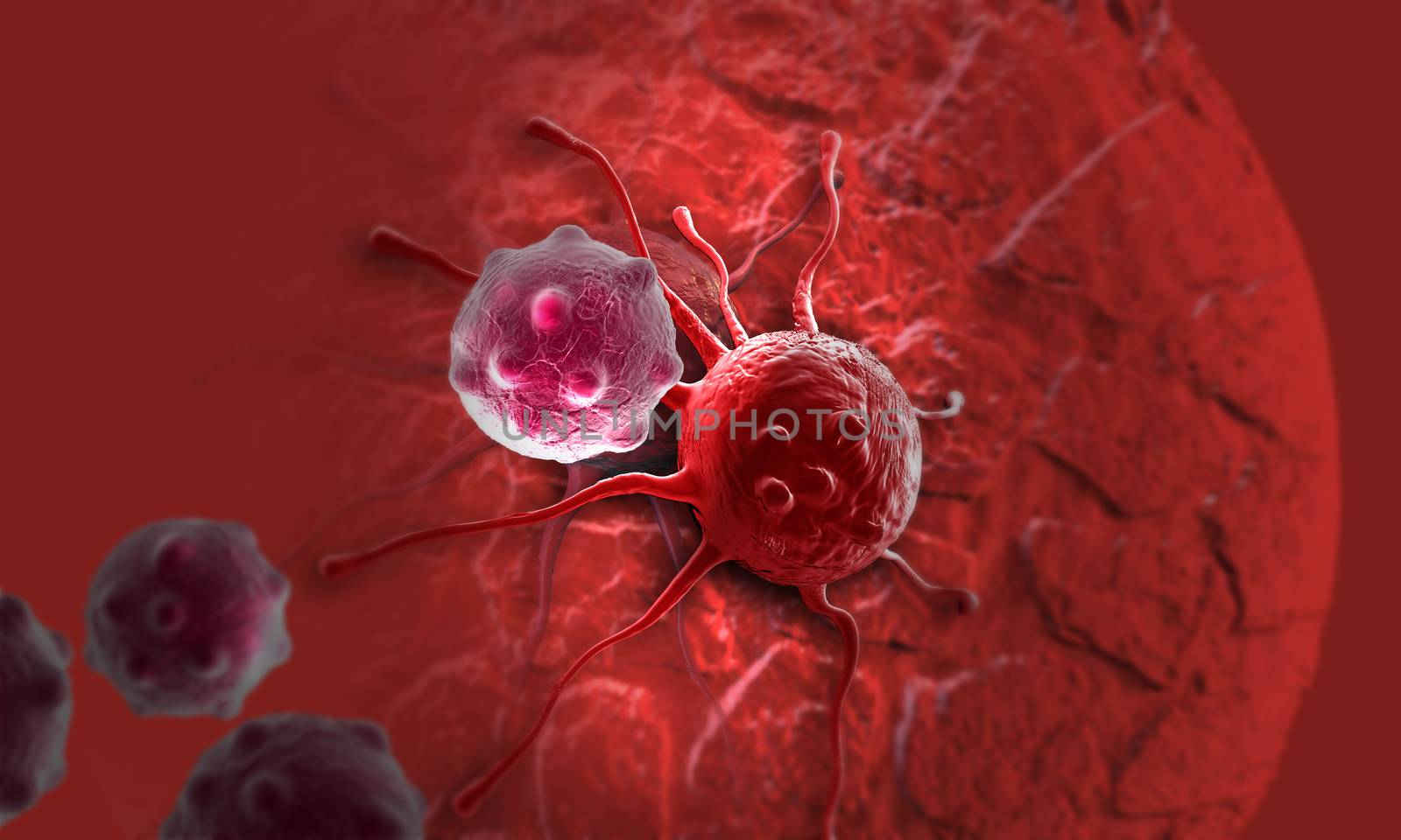 cancer cell by vitanovski