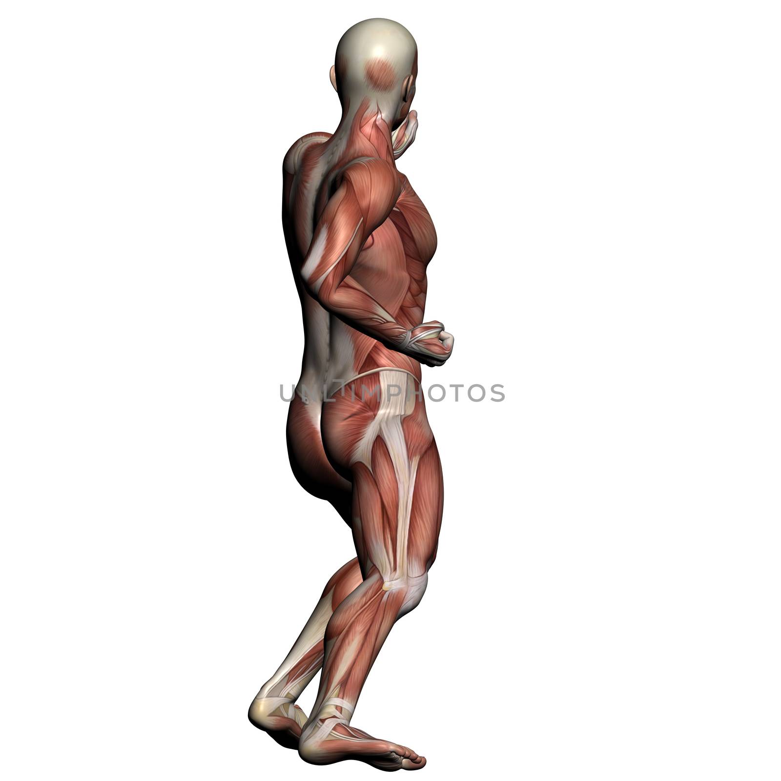 Human Anatomy - Male Muscles made in 3d software