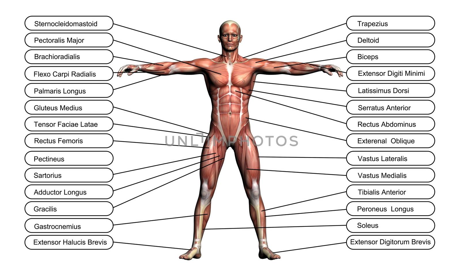 High resolution concept or conceptual 3D human anatomy and muscle isolated on white background as metaphor to body