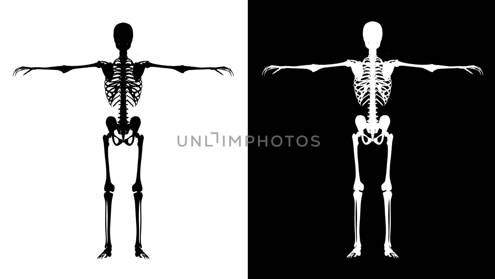 skeleton white isolated on black and black  isolated on white