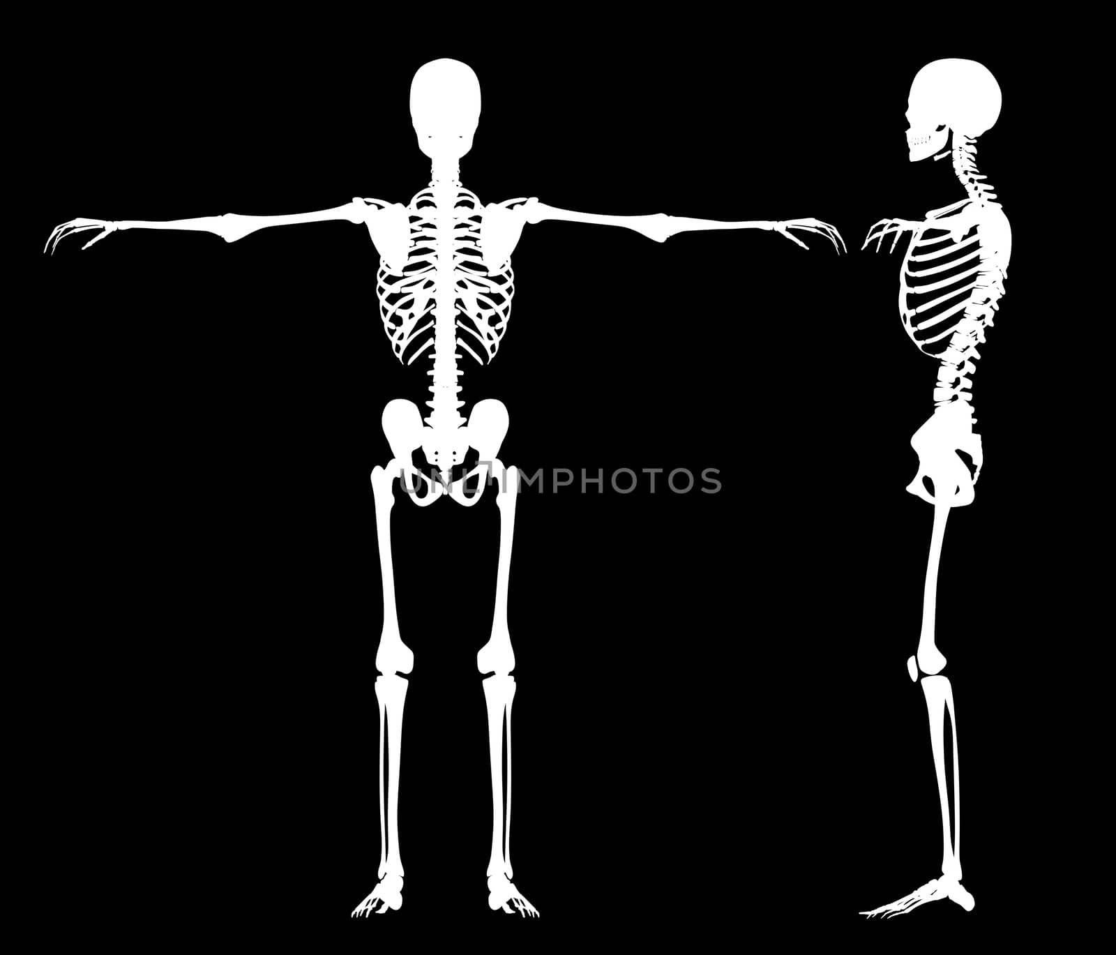 Standing skeletons by vitanovski