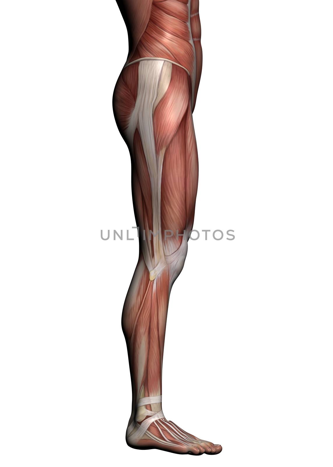 Human Anatomy - Male Muscles made in 3d software