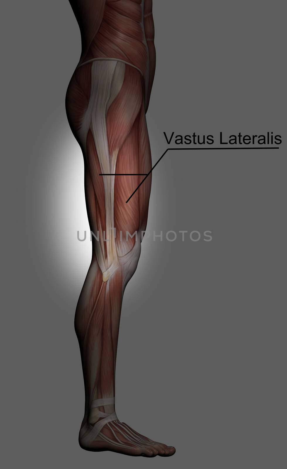 Human Anatomy - Male Muscles made in 3d software