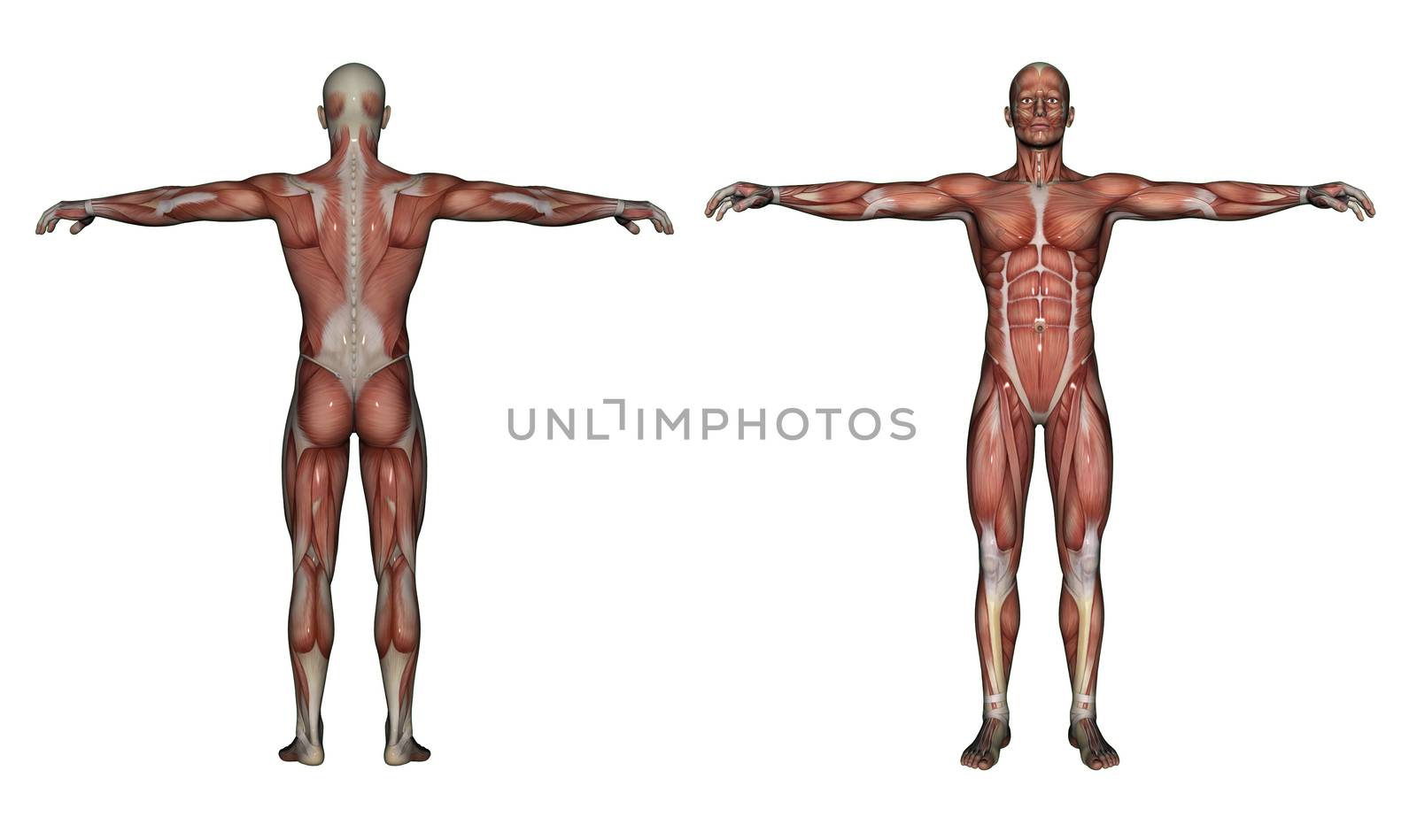 Human Anatomy - Male Muscles by vitanovski