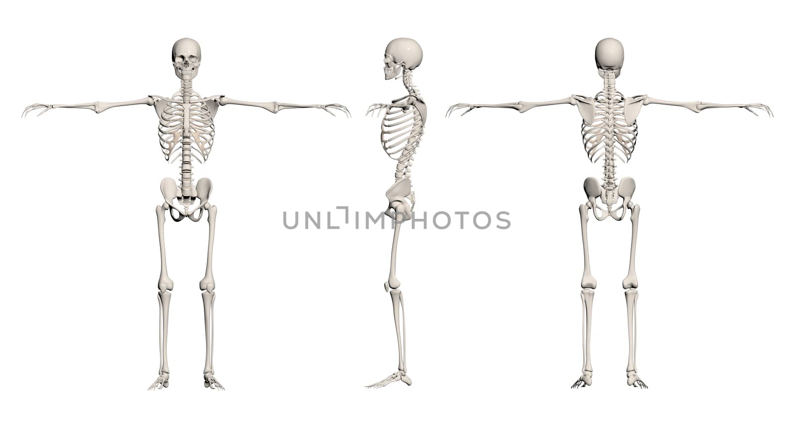 Human Skeleton - male back, front,end right made in 3d software