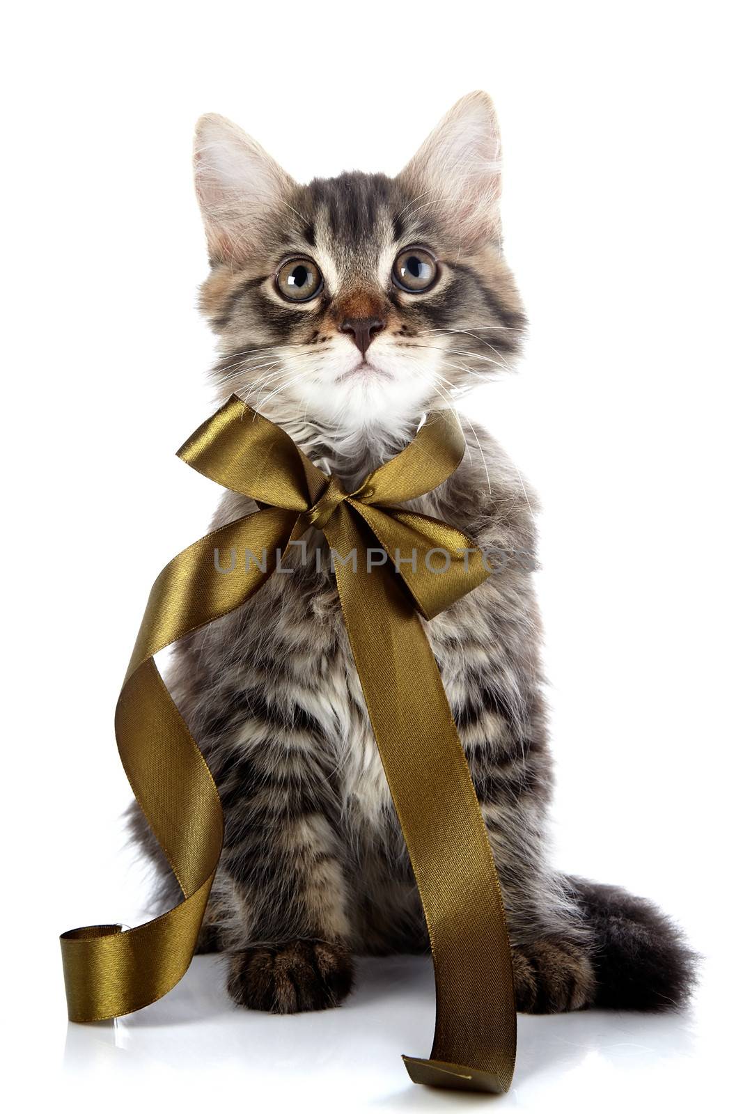 Striped fluffy cat with a tape. Striped not purebred kitten. Kitten on a white background. Small predator. Small cat.
