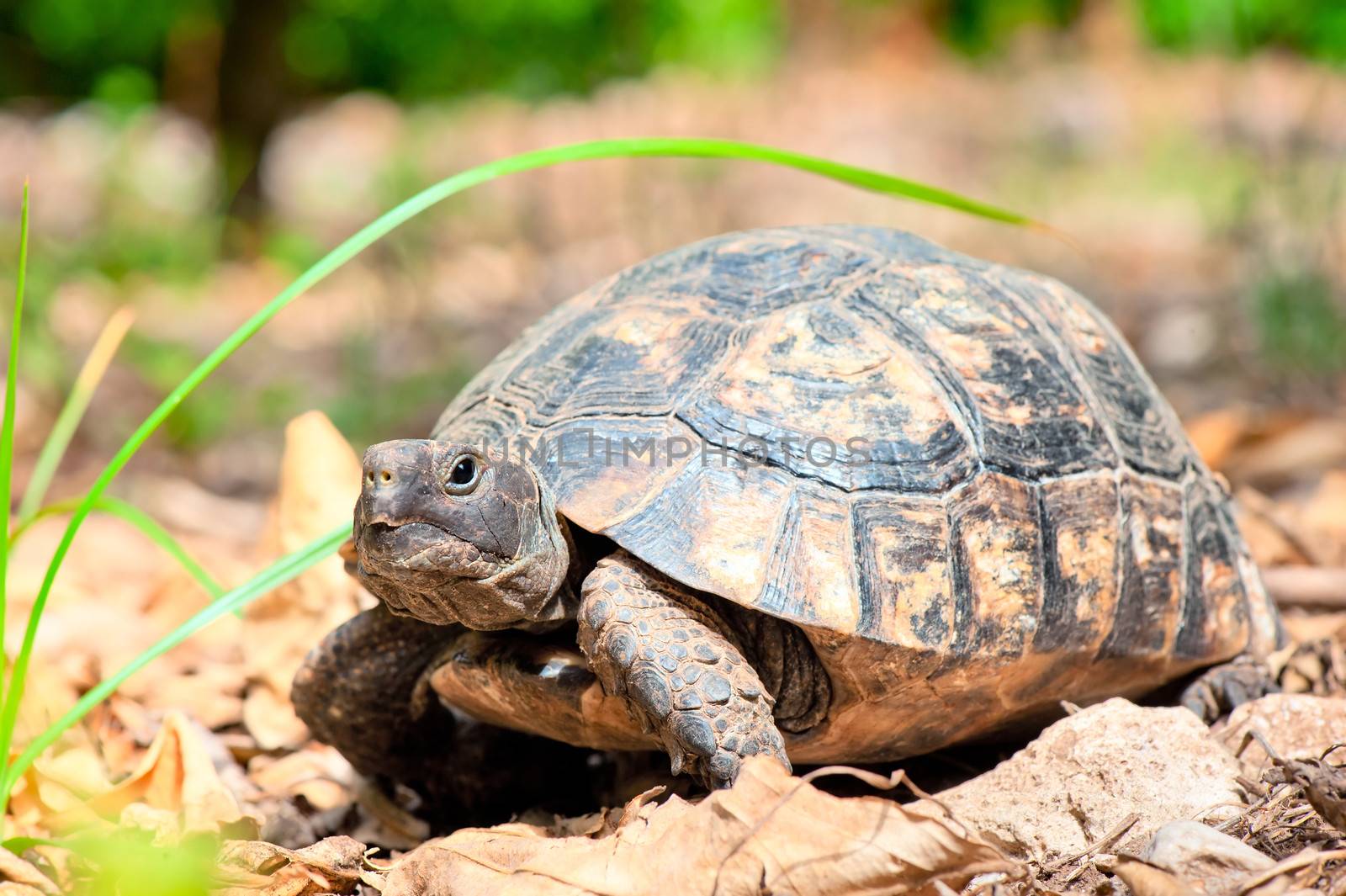 portrait of an adult turtle on land dry foliage by kosmsos111