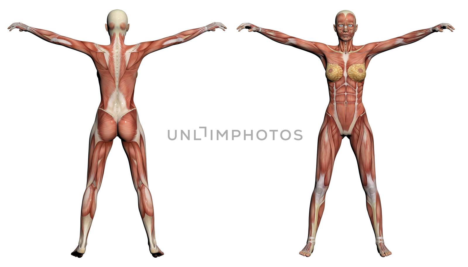Human Anatomy - Female Muscles by vitanovski