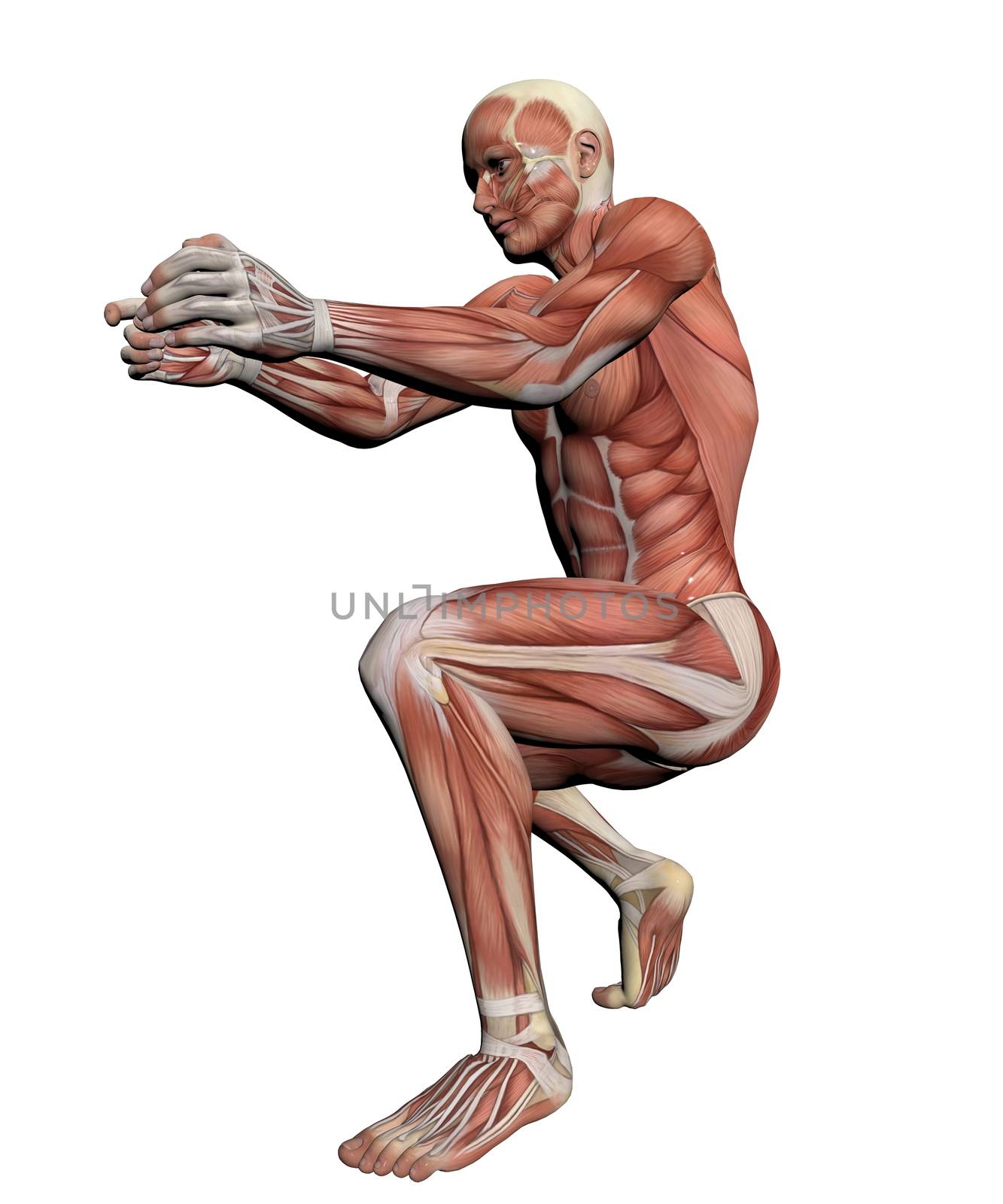 Human Anatomy - Female Muscles made in 3d software