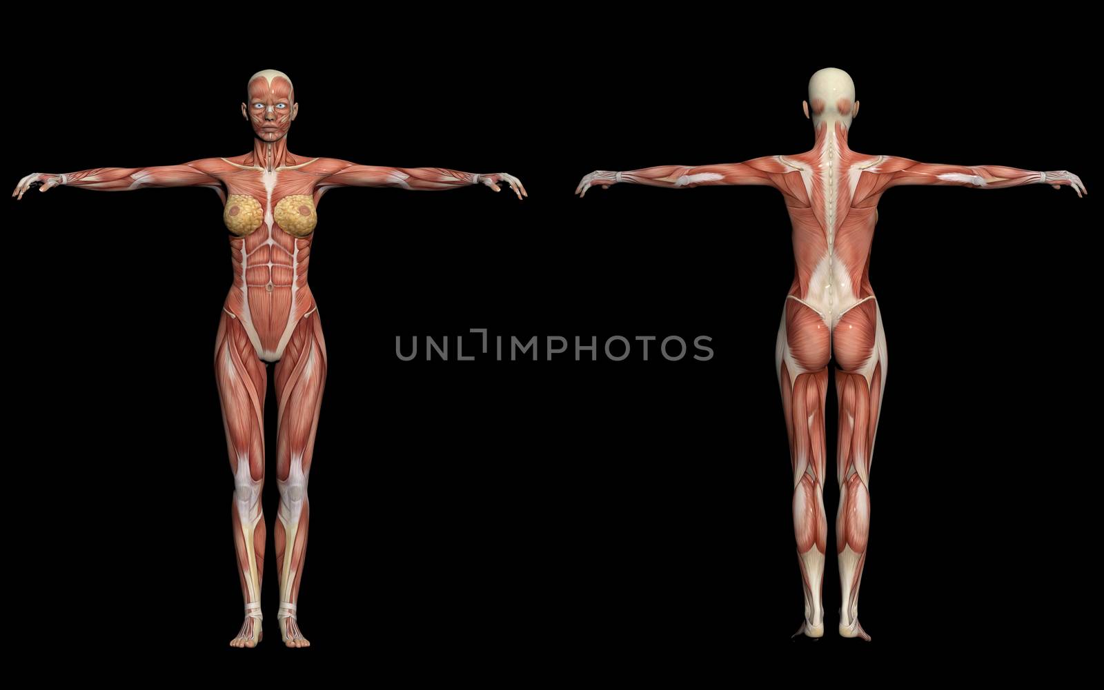 Human Anatomy -Female Muscles by vitanovski