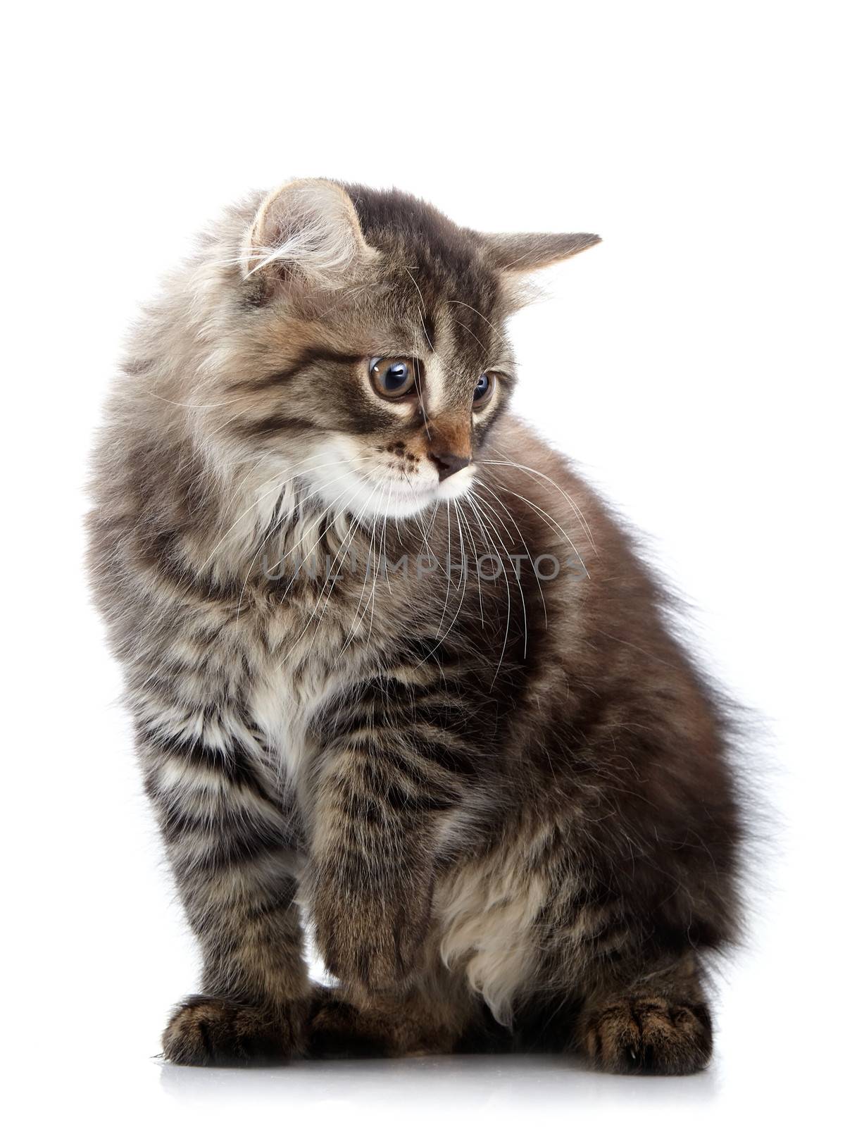 Striped fluffy kitten. Striped not purebred kitten. Kitten on a white background. Small predator. Small cat.